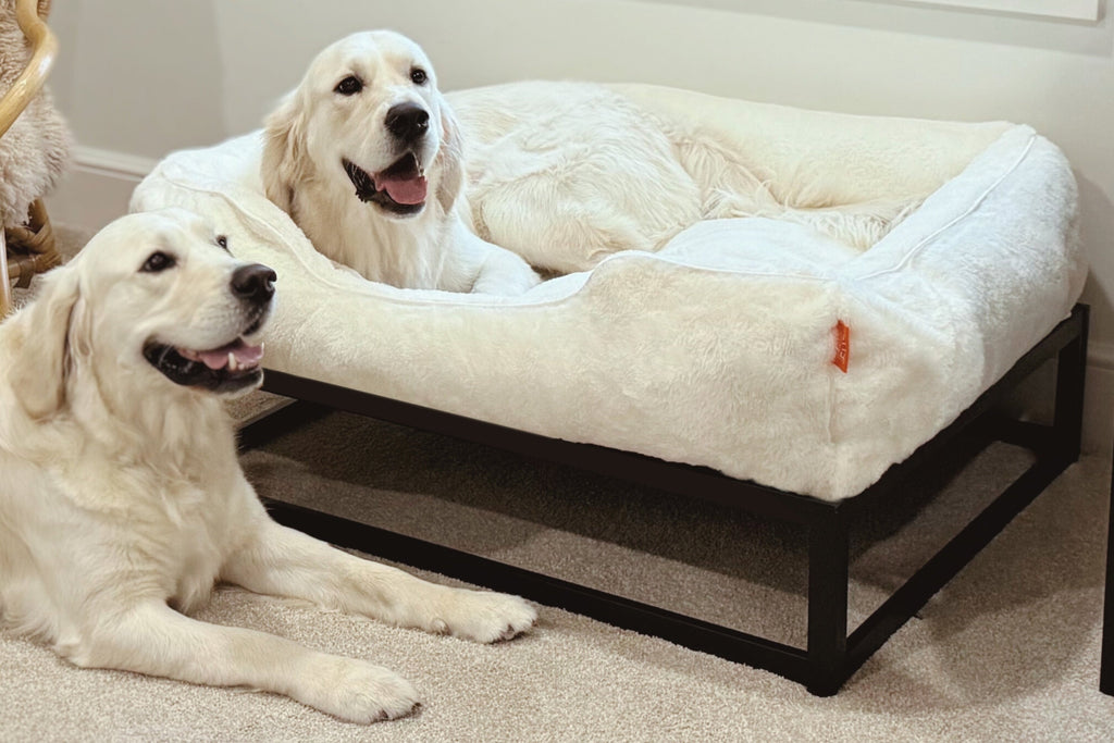 The FÜZI Dog Bed