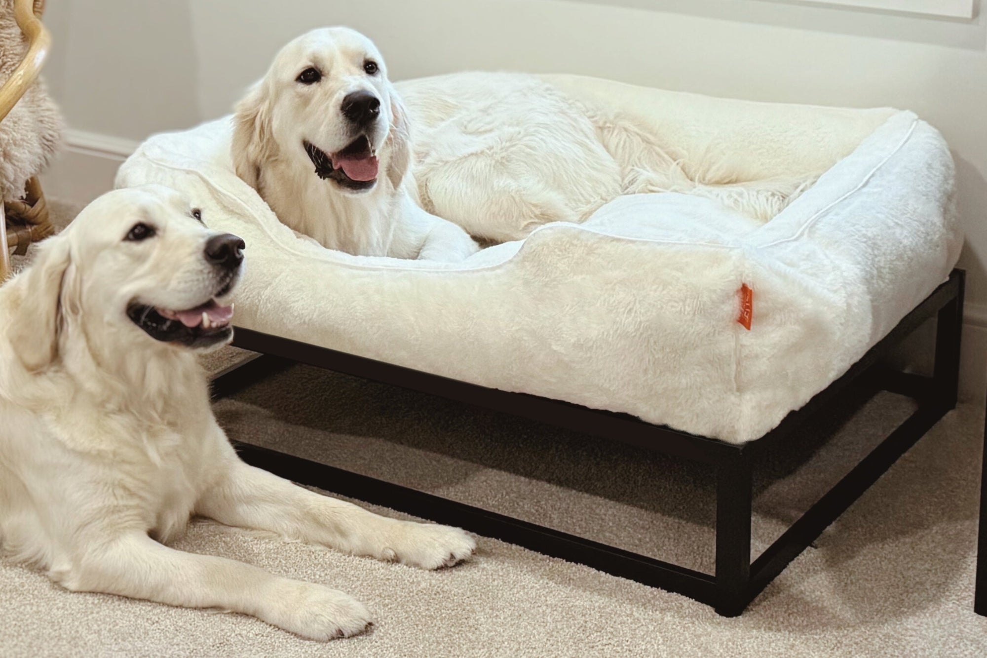 The FÜZI Dog Bed