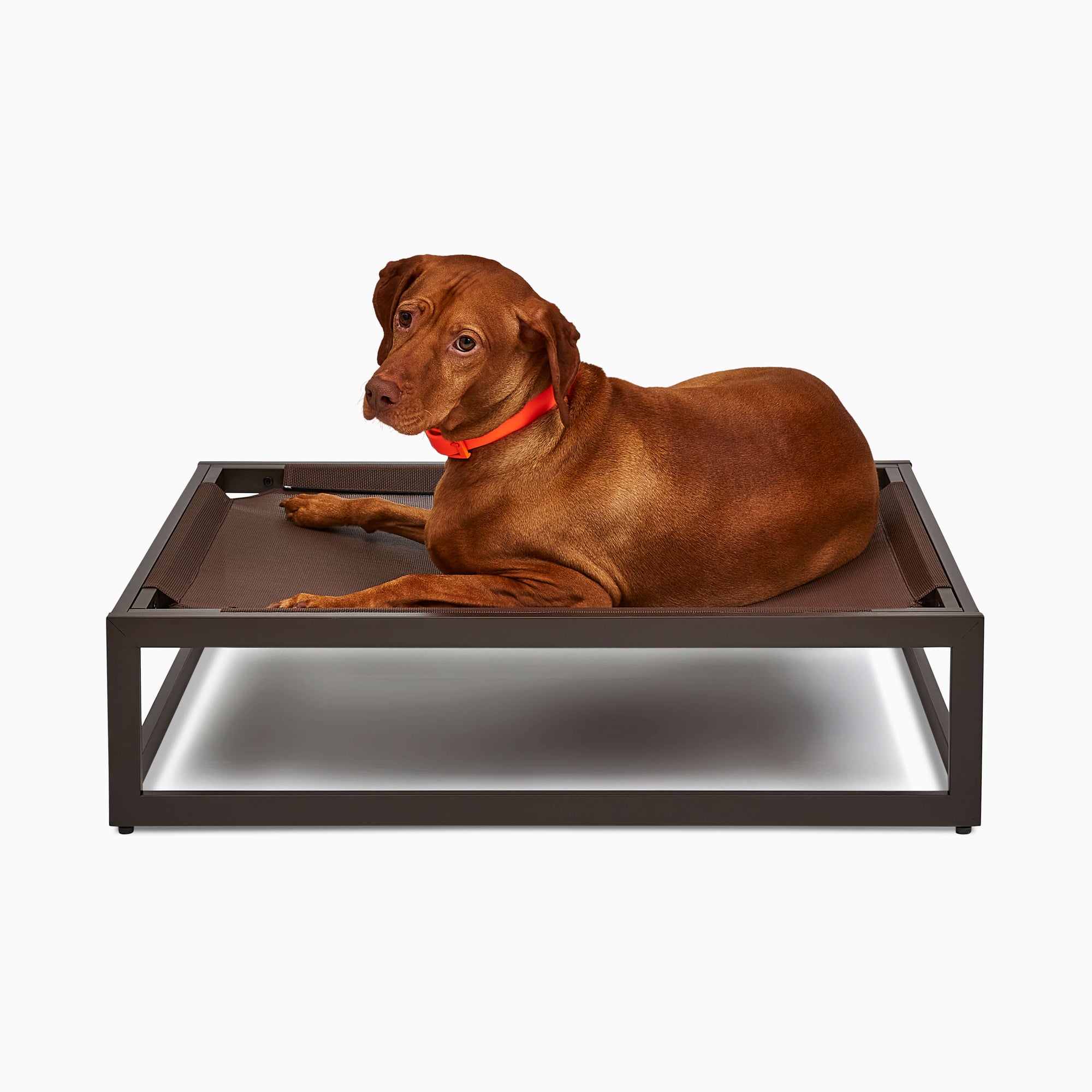 The Up Pup Dog Bed