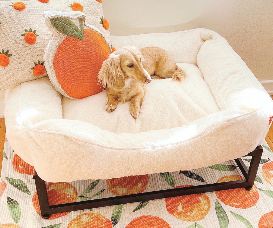 The FÜZI Dog Bed